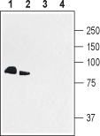Western blot analysis of rat brain synaptosomal fraction (lanes 1 and 3) and mouse brain lysate (lanes 2 and 4):