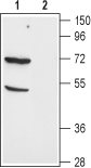Western blot analysis of mouse kidney lysate: