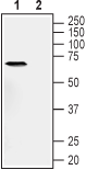 Western blot analysis of human PANC-1 pancreas ductal adenocarcinoma cell line lysate: