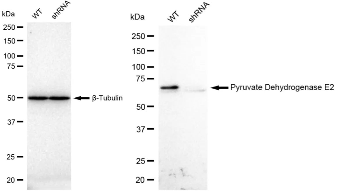 KVAb00977