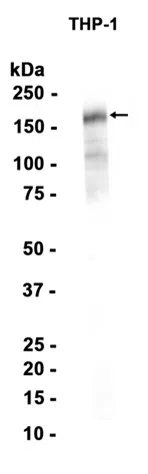 AMRe86972