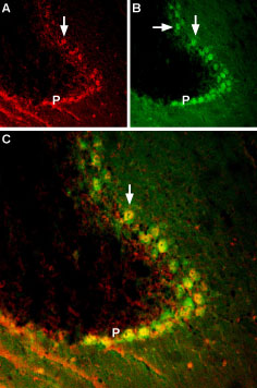 BDNF co-localizes with TrkB in mouse cerebellum region.