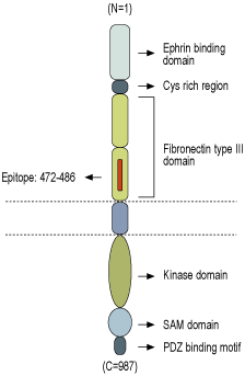 immunogen