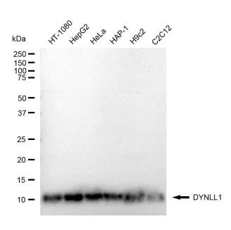 KVAb01103