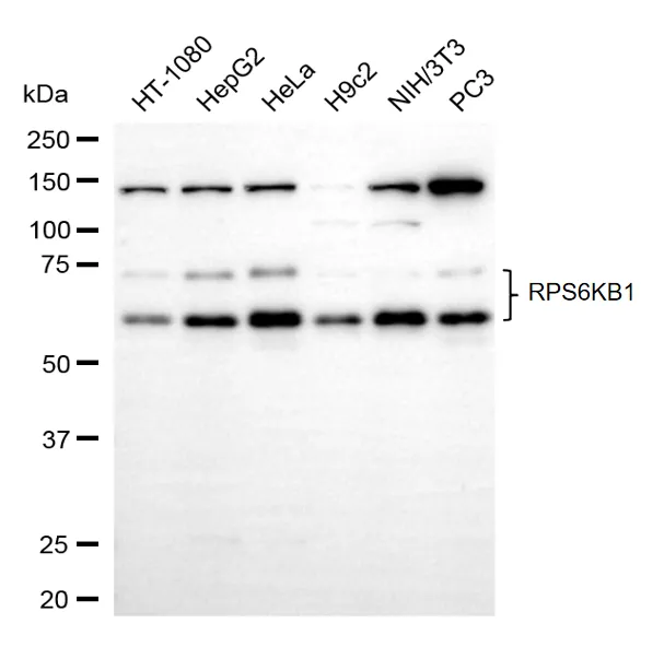 KVAb01516