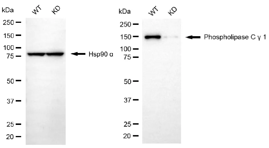 KVAb01690