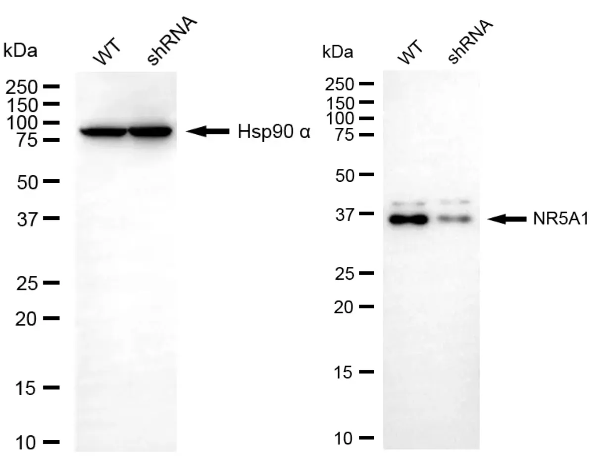 KVAb01852