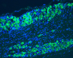 Expression of TrkB in rat DRG