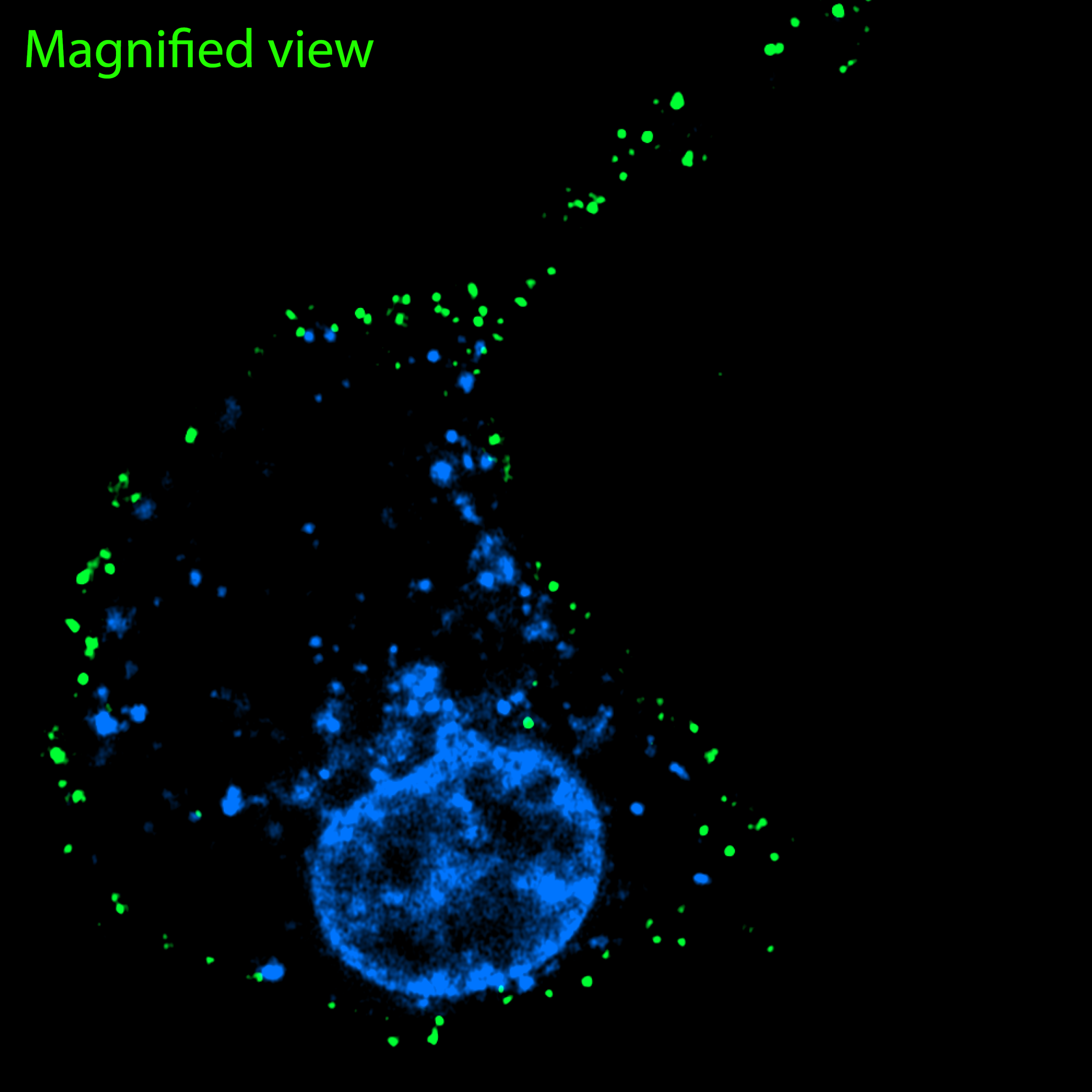 Detection of NMDAR1 in differentiated rat PC12 cells
