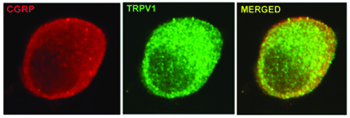 TRPV1 co-localizes with CGRP in mouse DRG neurons.
