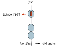 immunogen