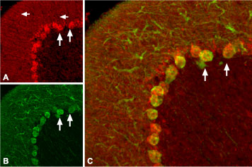 Expression of proBDNF in rat cerebellum