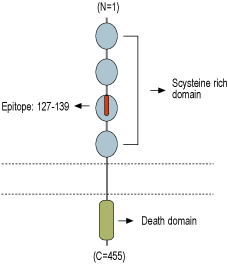 immunogen