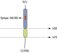 immunogen