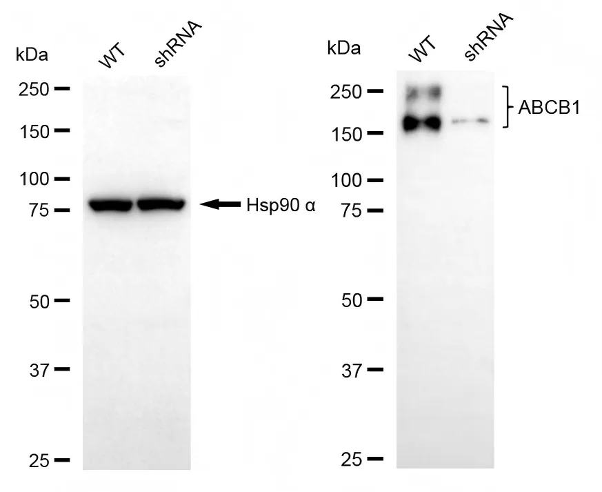 KVAb01927