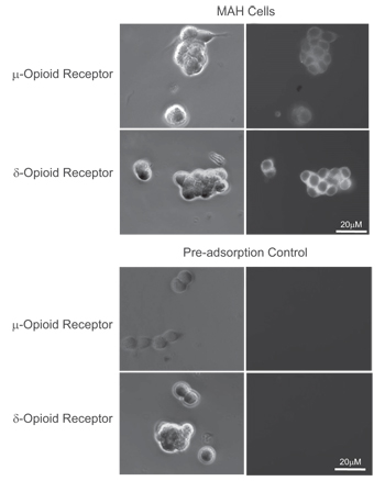 Expression of μ- and δ-opioid receptors in immortalized rat chromaffin (MAH) cells.