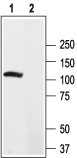 Western blot analysis of rat brain lysate: