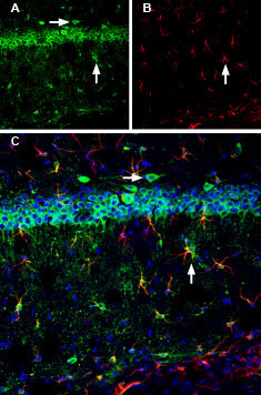 Expression of Calnexin in mouse hippocampus
