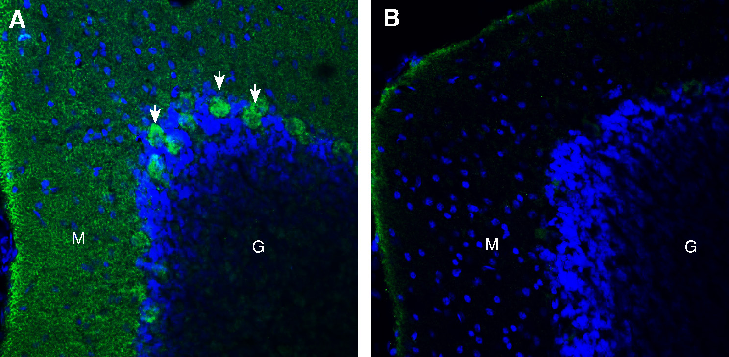 Expression of CD38 in rat cerebellum.