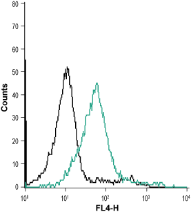 Cell surface detection of Orai1 in intact living Jurkat cells: