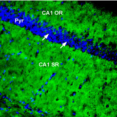 Expression of PMCA1 in mouse hippocampus