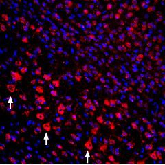 Expression of proNGF in mouse cortex