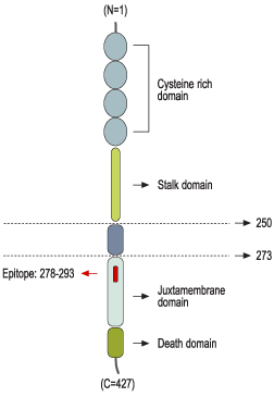 immunogen