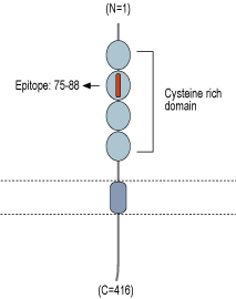 immunogen