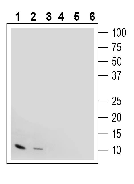 Western blot analysis with Anti-IGF1 antibody: