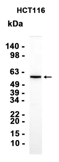 AMRe87163