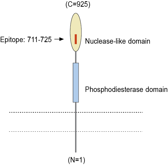 immunogen
