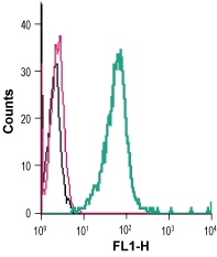 Cell surface detection of P2Y6 in live intact mouse BV-2 microglia cells: