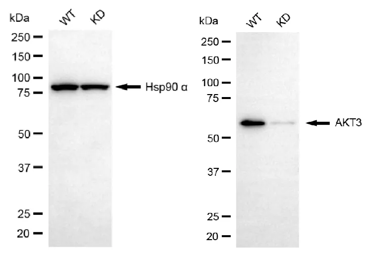 KVAb01245