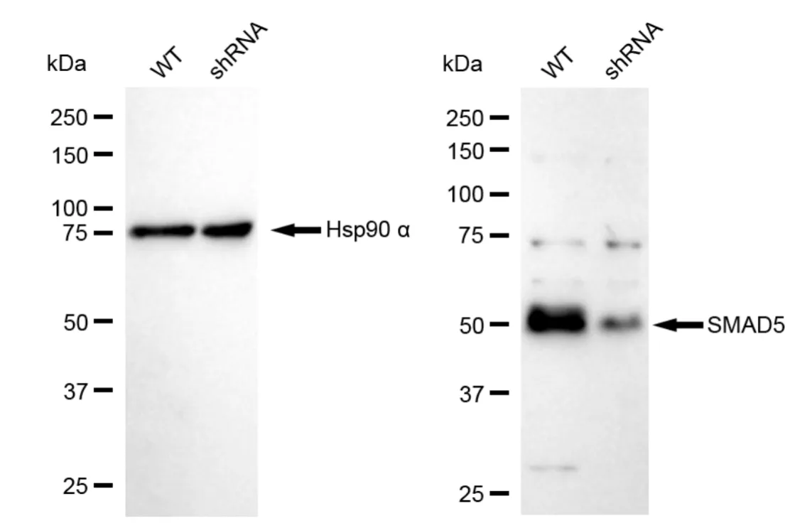 KVAb01477