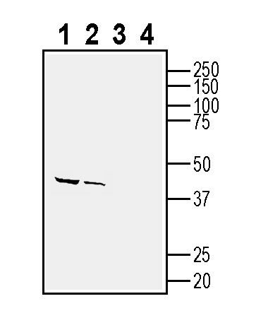 Western blot analysis of rat brain membranes (lanes 1 and 3) and mouse brain membranes (lanes 2 and 4):
