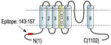 immunogen