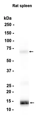 AMRe86864