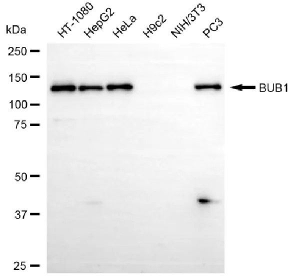 KVAb01374