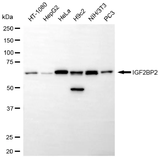 KVAb01089