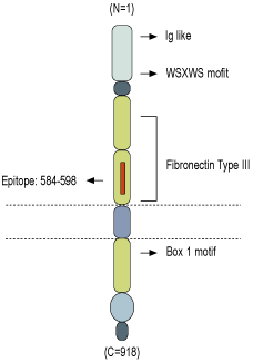 immunogen