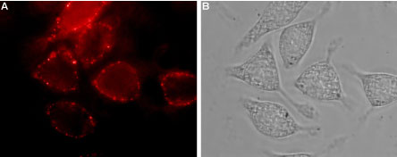 Expression of Neuropilin-1 in human U-87 MG cells