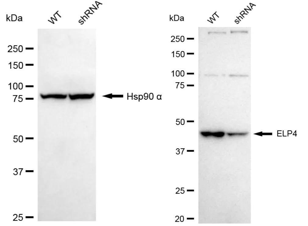 KVAb01095