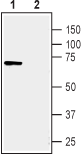 Western blot analysis of human MCF-7 breast adenocarcinoma cell line lysate:
