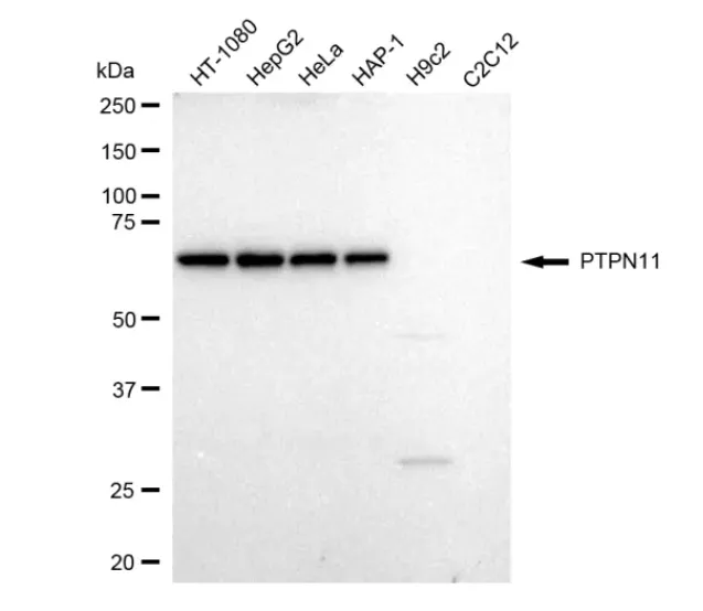 KVAb01486