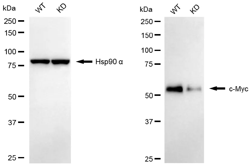 KVAb01724