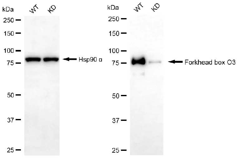 KVAb01409