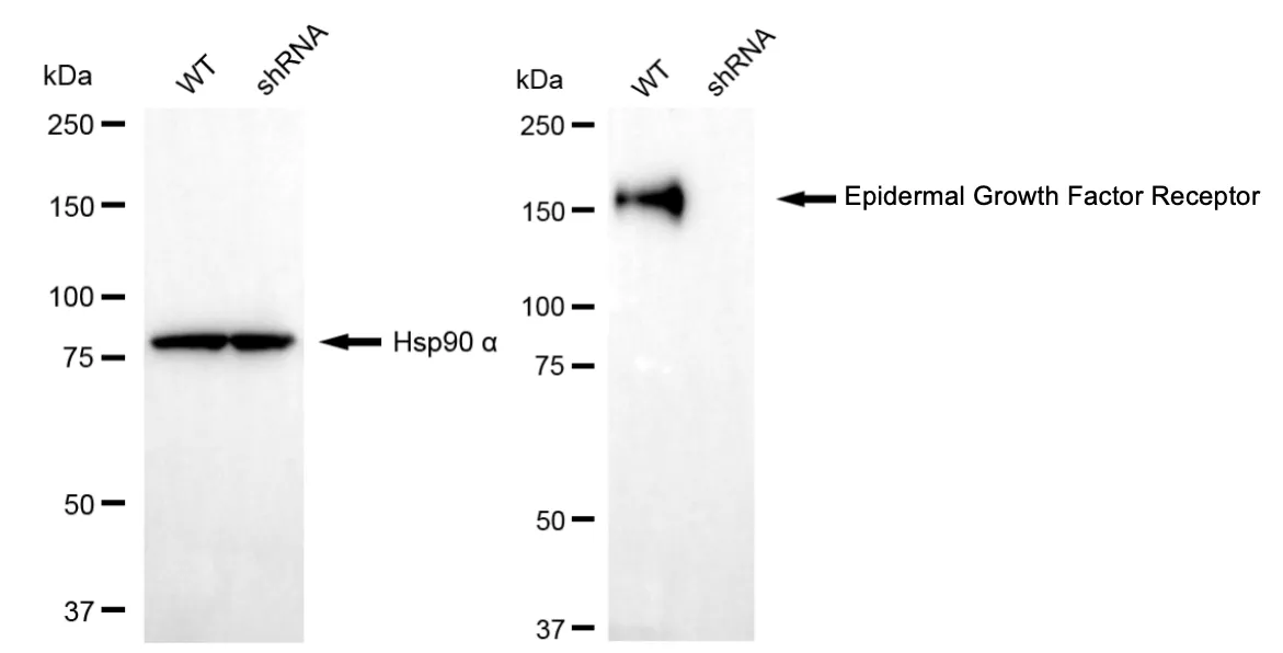KVAb01854