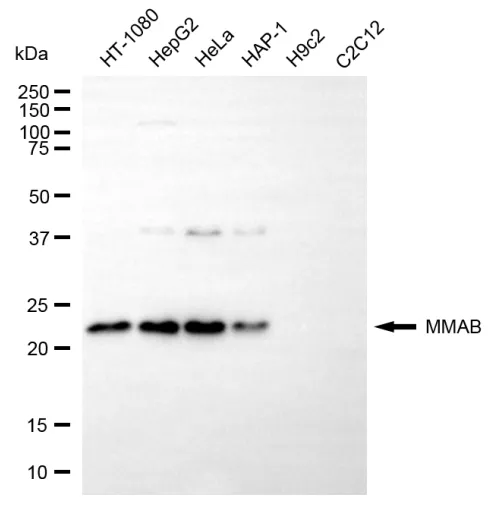 KVAb00438