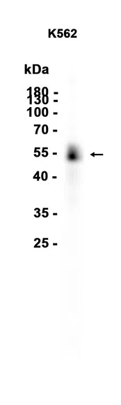 AMRe86722