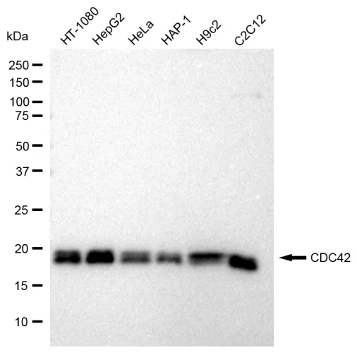 KVAb01719